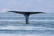 blue whale in loreto baja california mexico endangered biggest animal in the world