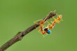Red Ant prey on leaf