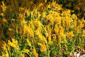 Wall Mural - Lush yellow celosia blooming in the garden