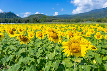 Wall Mural - Sunflower field