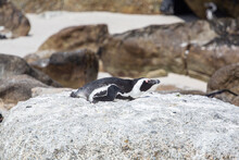 A Penguin Sleeping On A Rock At The Beach