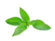 © sommai - basil leaves isolated on transparent png