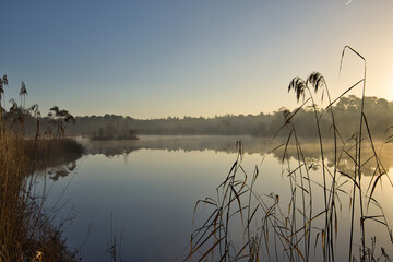 Wall Mural - Horizontal view on reeds along lake Groot Goorven in Oisterwijk with trees on the horizon and reflections in the water during sunrise in winter. Golden hour landscape with copy space