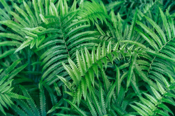 Wall Mural - beautyful ferns leaves green foliage natural floral fern background in sunlight. bright green fern l
