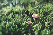 Die Pilze im Wald