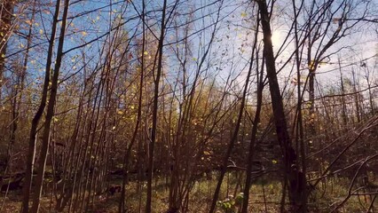 Wall Mural - Fast camera movement along the autumn mixed forest on a sunny day, the rays break through the trees and bushes