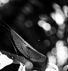 an empty cobweb in black and white