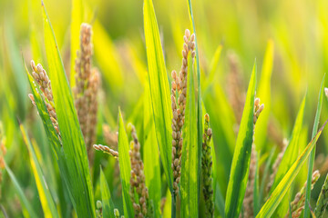 Wall Mural - rice in the field