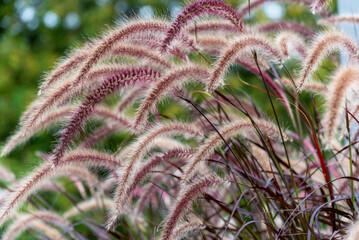 Wall Mural - Purple Fountain Grass Growing In The Local Planter