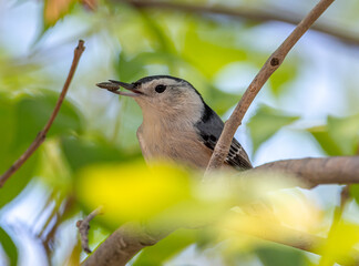 Canvas Print - White-breasted Nuthatch amidst green foliage with Sunflower Seed in Bill