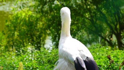 Sticker - portrait of a stork on a green blurred background