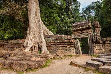 Fototapete - Travel Cambodia concept background - ancient ruins with tree roots, Ta Prohm temple, Angkor, Cambodia