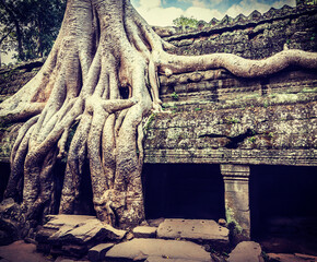 Fototapete - Vintage retro effect filtered hipster style travel image of ancient ruins with tree roots, Ta Prohm temple ruins, Angkor, Cambodia