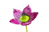 Fototapeta Motyle - Beautiful violet ceramic flower replicas. Released for picture montages. (a hibiscus imitation).