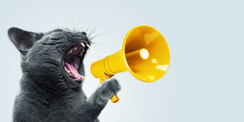 funny grey cat screams with a yellow loudspeaker on a blue background, creative idea. fun pet kitten