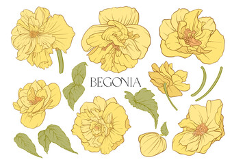 Wall Mural - Begonia. Set of flowers and leaves. Isolated vector illustration.