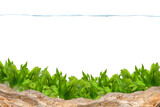 Aquarium background