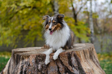 Cute Tricolor Dog Sheltie Breed In Fall Park. Young Shetland Sheepdog On Wooden Stump On Green Grass And Yellow Or Orange Autumn Leaves