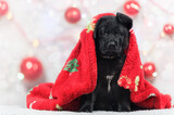 Fototapeta Zwierzęta - Świąteczny szczeniak, czarny owczarek niemiecki otulony czerwonym kocykiem