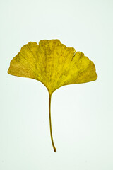 Sticker - autumn leaf isolated