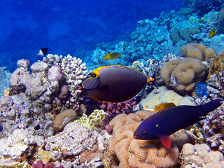 Sticker - Orange-spine unicorn fish (Naso Elegans) into the Red sea, Egypt