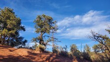 Pine Tree Against A Blue Sky On Rocky Hillside
