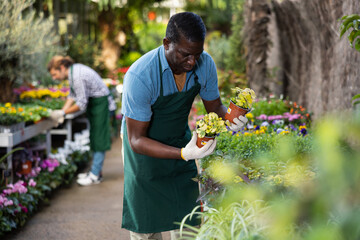 Interested adult african american worker of gardening store arranging variegated plectranthus plants in pots displayed for sale on counter