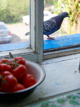 Curious Pigeon Outside The Window