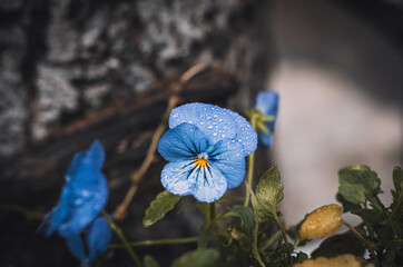 flower blue