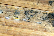 Old Bamboo Wooden Surface Covered With Mold And Fungus