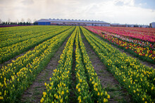 Field Of Tulips