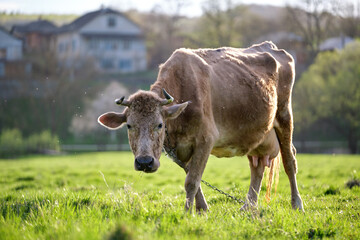 Milk cow grazing on green farm pasture on summer day. Feeding of cattle on farmland grassland