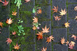 Mossy cobblestones and japanese maple leaves