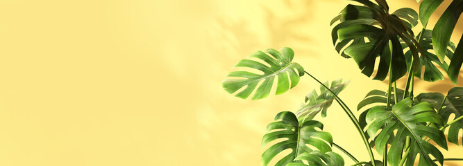 3D rendering beautiful foliage of tropical monstera plant with dappled sunlight, leaf shadow on pastel yellow wall with space in background for luxury summer, nature, organic product display backdrop