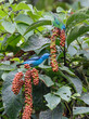 Blue dacnis or turquoise honeycreeper (Dacnis cayana), male and female, feeding on berries in rainforest, Osa Peninsula, Puntarenas, Costa Rica.