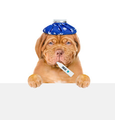 Aufkleber - Unhapy sick puppy with ice bag on his head holds thermometer in it mouth above empty white banner. Isolated on white background