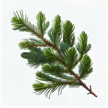  A Branch Of A Pine Tree With Green Needles And Brown Tips On A White Background With A Light Reflection.