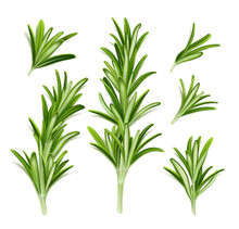 Rosemary Plant, Fresh Herb Branch With Green Leaves Isolated On White Background. Organic Aromatic Spices For Cooking Food, Culinary. Rosemary Sprigs, Vector Realistic Illustration