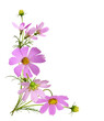 Pink cosmos flowers in a corner floral arrangement with frame isolated on white or transparent background