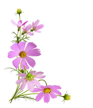Pink Cosmos Flowers In A Corner Floral Arrangement With Frame Isolated On White Or Transparent Background