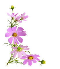 Wall Mural - pink cosmos flowers in a corner floral arrangement with frame isolated on white or transparent backg