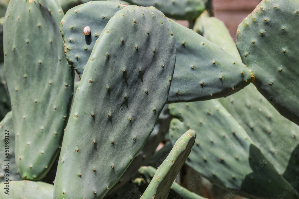 Green cacti growing outdoors, closeup