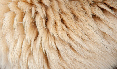 Wall Mural - beautiful spotted fur close-up. texture of brown animal wool. dog fur.