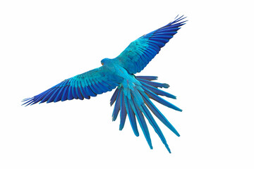 Wall Mural - Colorful flying parrot isolated on white.