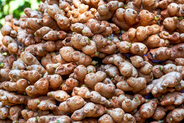 A bunch of fresh ginger close-up during the harvest season