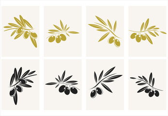 Canvas Print - Collection of different olive branch isolated on white background