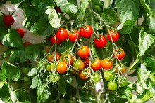 Red Ripe Cherry Tomatoes Grown In Greenhouse. Ripe Tomatoes Are On The Green Foliage Background, Hanging On The Vine Of A Tomato Tree In The Garden. Tomato Cluster. Home Gardening. Organic Farming