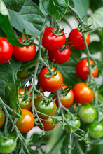 Red Ripe Cherry Tomatoes Grown In Greenhouse. Ripe Tomatoes Are On The Green Foliage Background, Hanging On The Vine Of A Tomato Tree In The Garden. Tomato Cluster. Home Gardening. Organic Farming
