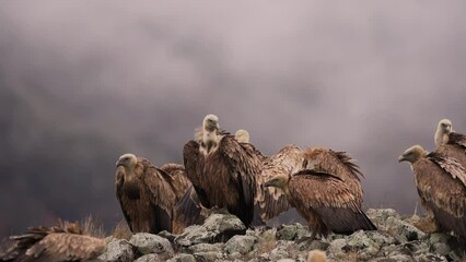 Griffon vultures in the Rhodope mountains. Fighting between vultures. Scavengers near the carcass. Big brown birds are eating meat. European nature. 