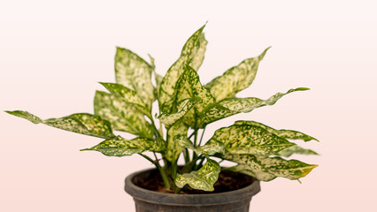 Chinese Evergreen houseplant in a pot